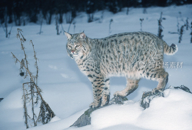 山猫(Lynx rufus)，也被称为红山猫，是一种中型猫，原产于北美。它的分布范围从加拿大南部到美国大部分地区，再到墨西哥的瓦哈卡州。蒙大拿东冰川。地上有雪。